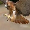hawk attack